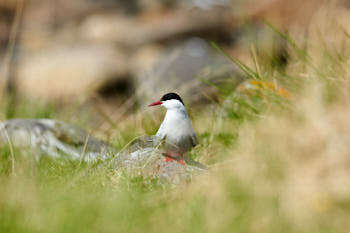 Oiseaux de mer<br>NIKON D4, 500 mm, 1100 ISO,  1/2500 sec,  f : 8 